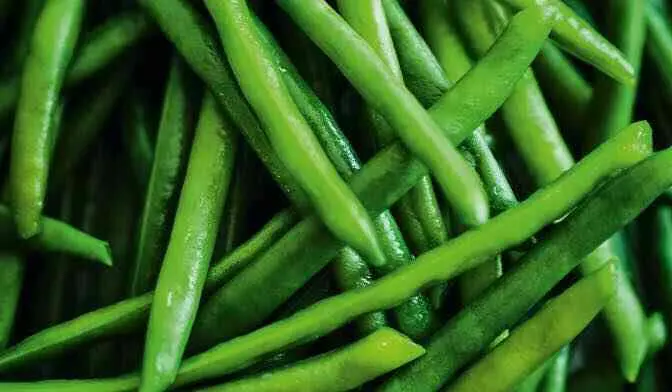 HARICOTS VERTS SURG. 4*2,5KG  MG